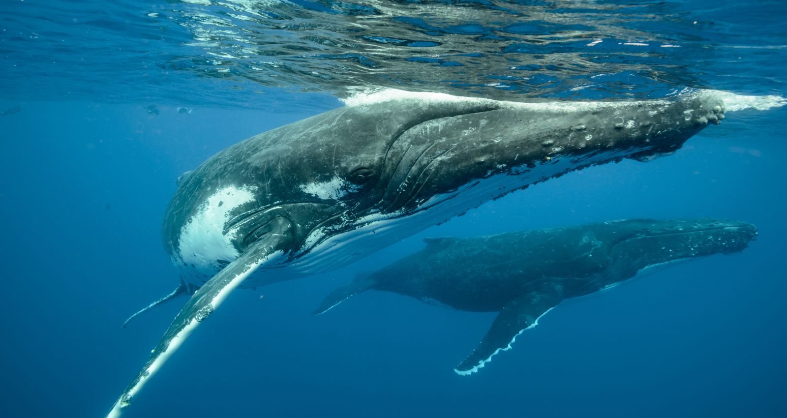 whale watching - one of the things you can do after a private jet charter to Tonga